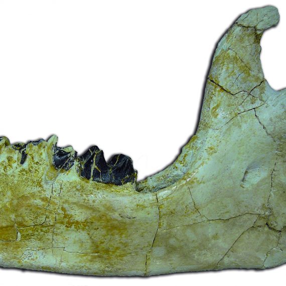 Mandíbula de Paralophiodon aff. isselense (Fischer), 1829 del Eoceno de Casaseca de Campeán (Zamora).