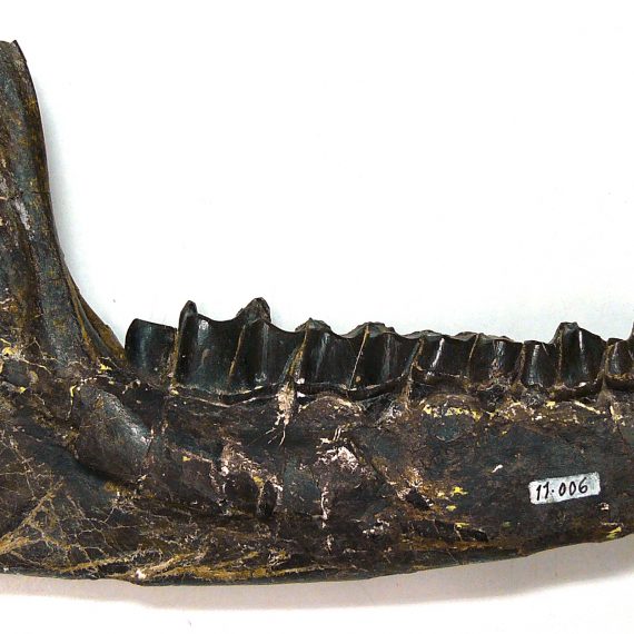 Mandíbula de Franzenium durense Cuesta, 1993 del Eoceno de Mazaterón (Soria).