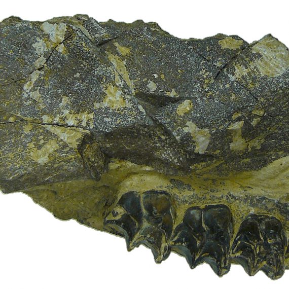 Maxilar de Duerotherium sudrei Cuesta & Badiola, 2009 del Eoceno de Mazaterón (Soria).