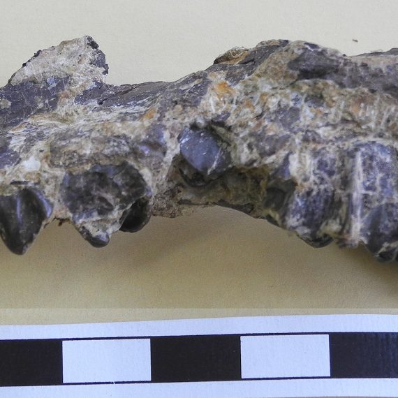 Maxilar de Leptolophus sp. del Eoceno de Mazaterón (Soria).