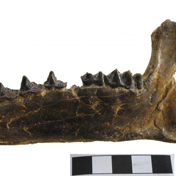 Mandíbula de Iberolophus jimenezi Badiola & Cuesta, 2008 del Eoceno de Mazaterón (Soria).