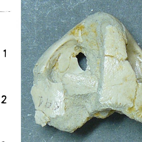 Cráneo de Neochelys sp. del Eoceno de Casaseca de Campeán (Zamora).