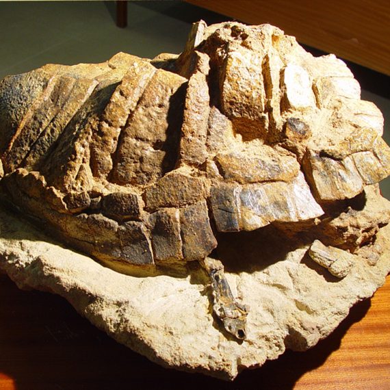 Bloque con caparazón de Neochelys salmanticensis (Jiménez, 1968) y hemimandíbula derecha de Diplocynodon tormis Buscalioni et al., 1992 del Eoceno de San Morales (Salamanca).