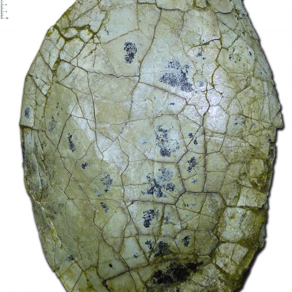 Caparazón de Neochelys sp. del Eoceno de Corrales del Vino (Zamora).