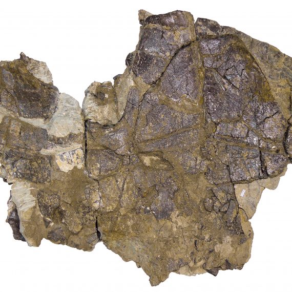 Fragmento delantero de caparazón de Pelorochelon soriana Pérez-García et al., 2016 del Eoceno de Mazaterón (Soria).