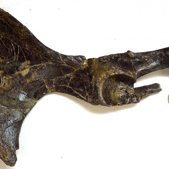 Pelvis de Palaeotheridae indet. del Eoceno de Mazaterón (Soria).
