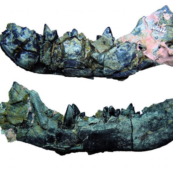 Mandíbulas de Creodonta indet. del Eoceno de Mazaterón (Soria).