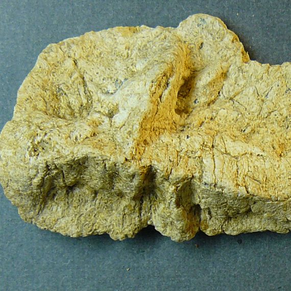 Osteodermos de Iberosuchus macrodon Antunes, 1975 del Eoceno de Cabrerizos (Salamanca).