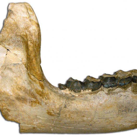 Mandíbula de Lophiodon sanmoralense Cuesta, 1994 del Eoceno de San Morales (Salamanca).