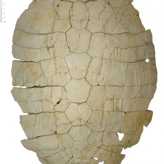 Caparazón de Neochelys salmanticensis (Jiménez, 1968) del Eoceno Medio de Cabrerizos (Salamanca).