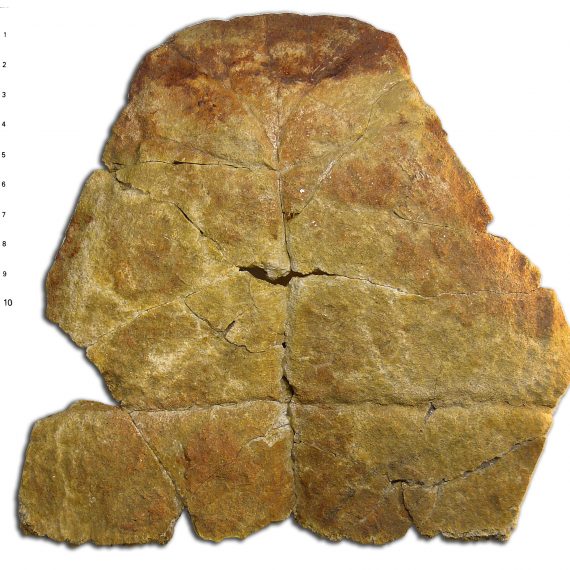Parte delantera del peto de Neochelys salmanticensis (Jiménez, 1971) del Eoceno de Aldearrubia (Salamanca).