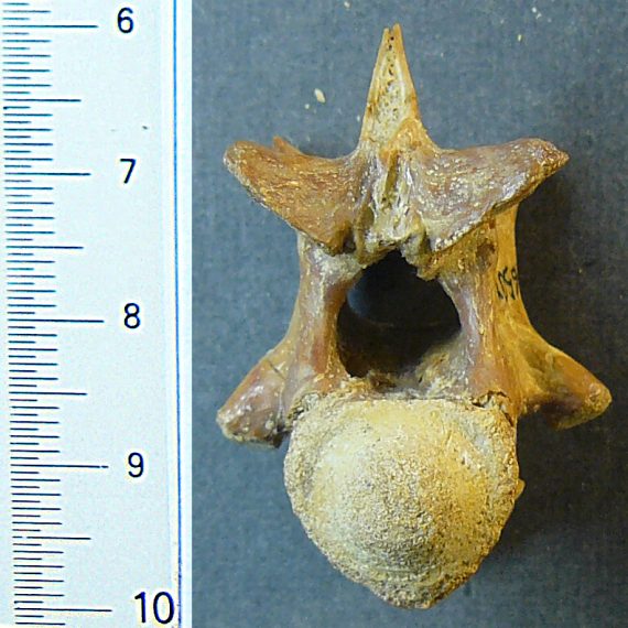 Vértebras de Diplocynodon tormis Buscalioni et al., 1992 del Eoceno de Cabrerizos (Salamanca).