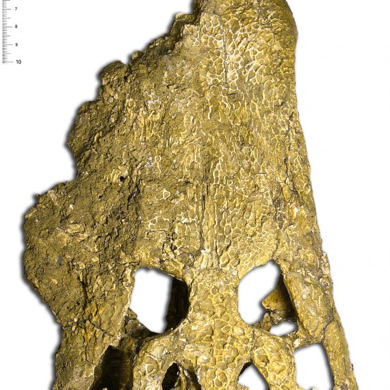 Cráneo de Diplocynodon tormis Buscalioni et al., 1992 del Eoceno de Cabrerizos (Salamanca).