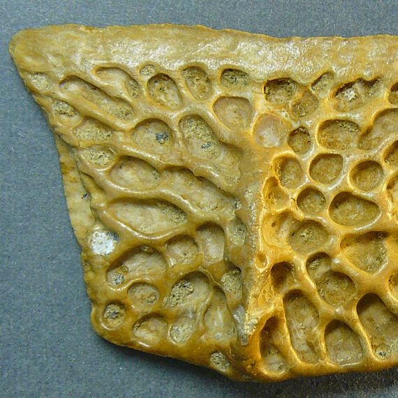 Osteodermos de Diplocynodon tormis Buscalioni et al., 1992 del Eoceno de Cabrerizos (Salamanca).