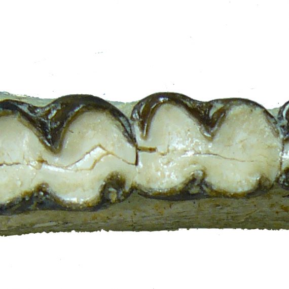 Mandíbula de Plagiolophus casasecaensis Cuesta, 1994 del Eoceno de Casaseca de Campeán (Zamora).