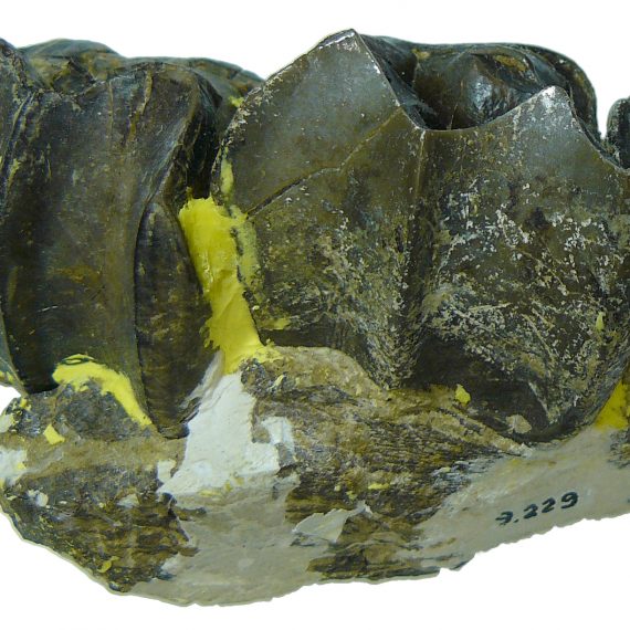 Maxilar de Cantabrotherium casanovasae Cuesta, 1993 del Eoceno de Mazaterón (Soria).