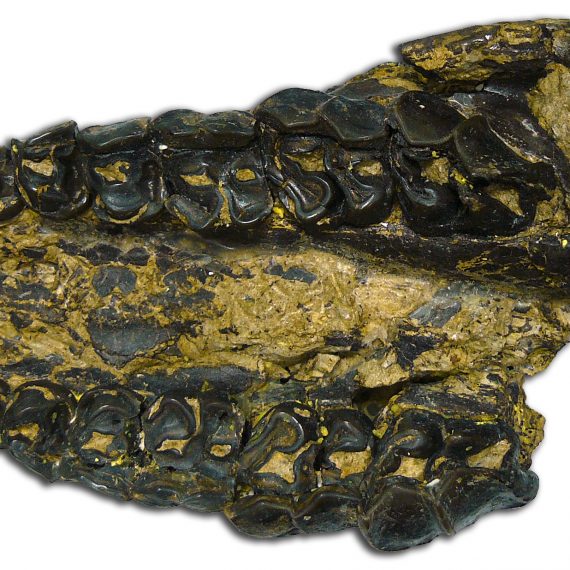 Mandíbula de Plagiolophus mazateronensis Cuesta, 1994 del Eoceno de Mazaterón (Soria).
